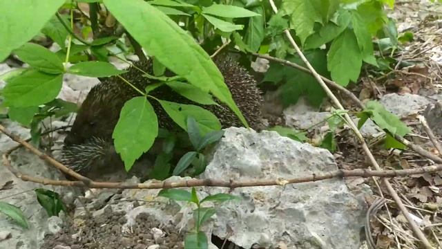 Маленький ёжик🥰🥰🥰 смотреть онлайн