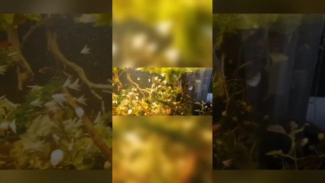 Аквариум смотреть онлайн