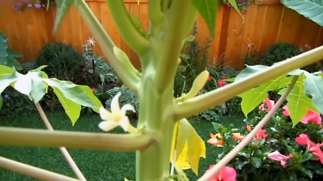Wow! I have a Papaya Flower! смотреть онлайн