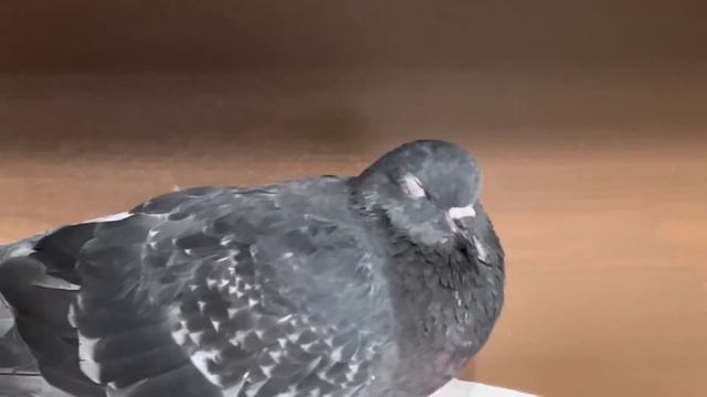 3 сентября 2022 г. смотреть онлайн