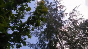 БЕЛАЯ БЕРЕЗА и КУДРЯВЫЙ КЛЕН