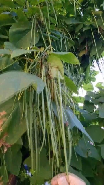 СПАРЖЕВАЯ ФАСОЛЬ МУЖСКОЕ ПОХУДЕНИЕ -45 кг ЛАЙФХАК ОДЕССА #shorts shorts новости худеющих shots смотреть онлайн