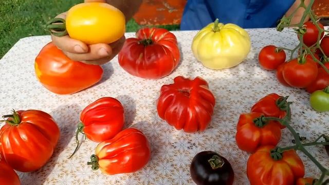 Diverse soiuri de tomate marimi, gusturi, culori смотреть онлайн