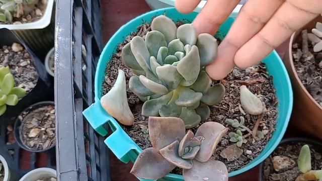 RECORRIDO por mis SUCULENTAS en VERANO/ última parte 😉 смотреть онлайн