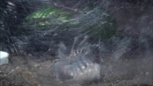 How Do Tarantulas Grow? Brachypelma vagans a.k.a. Frankie | Molt Timelapse смотреть онлайн
