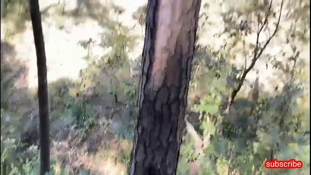 cut tree with STIHL MS 382 chain saw,,,, smart uk xyz ,,,,, смотреть онлайн