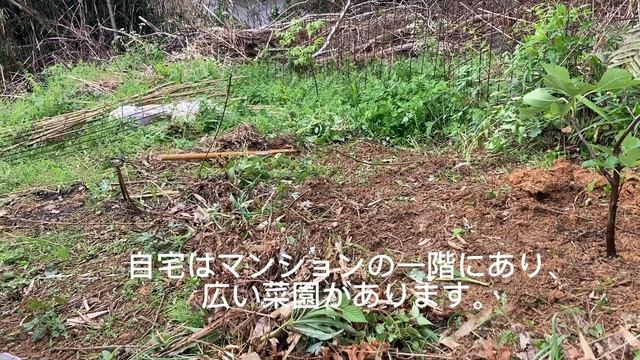 桜の季節、いちじくの苗植え 週末の山の田舎暮らし　田舎暮らし　２拠点生活　50代主婦中古別荘買いました　定年前の準備　50代主婦一人で樹園を作る смотреть онлайн