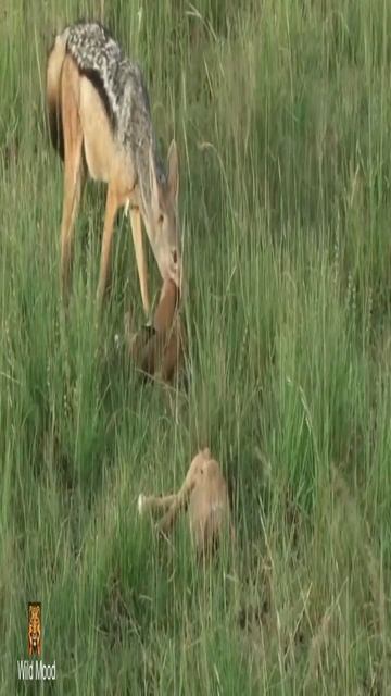 Epic Deer Hunt with a Jackal #shorts #wildlife #animals #deer #ytshortsvideo смотреть онлайн