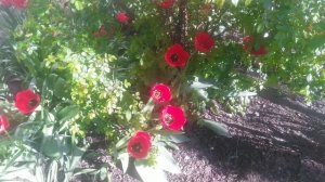 VID_20250414_160512.mp4