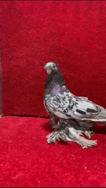 Красавцы. Двухчубые голуби. Tauben. Pigeons. Palomas. Pombos. 비둘기. کبوترها. الحمائم. смотреть онлайн