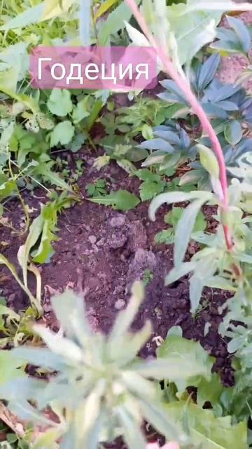Годеция. Сложно дался мне этот цветок, но 3 веточки удалось сохранить смотреть онлайн