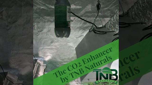 The CO2 Enhancer by TNB Naturals perfect for indoor growing смотреть онлайн