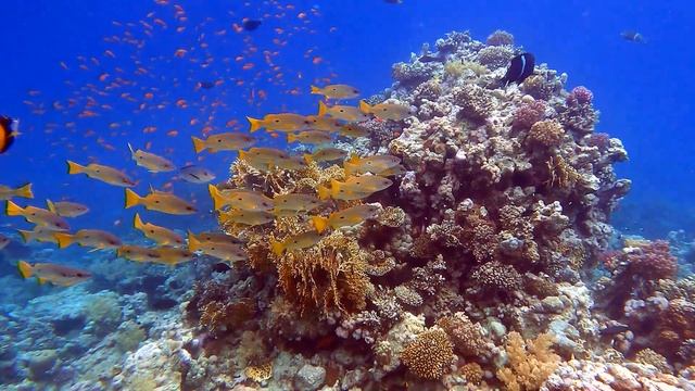Diving @ Ras Mohammed, Dunraven and Lighthouse/Ras Ghoslani, Sharm El Sheikh, Egypt, 11.22. 4K смотреть онлайн