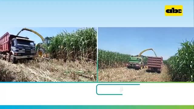 Sorgo Gigante para nutrición animal, cobertura y descompactación de suelo смотреть онлайн