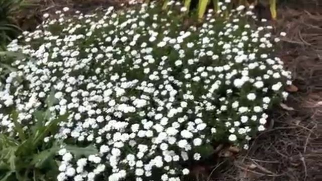 Iberis sempervirens - Evergreen Candytuft смотреть онлайн