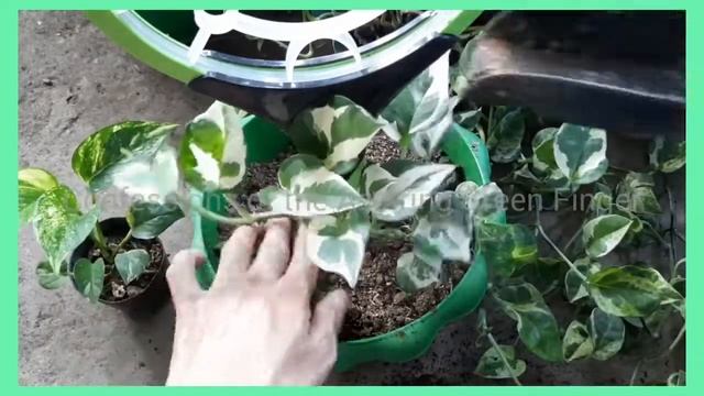 Repotting of N'joy Pothos (Air Purifying Plant) Lucky Plant смотреть онлайн