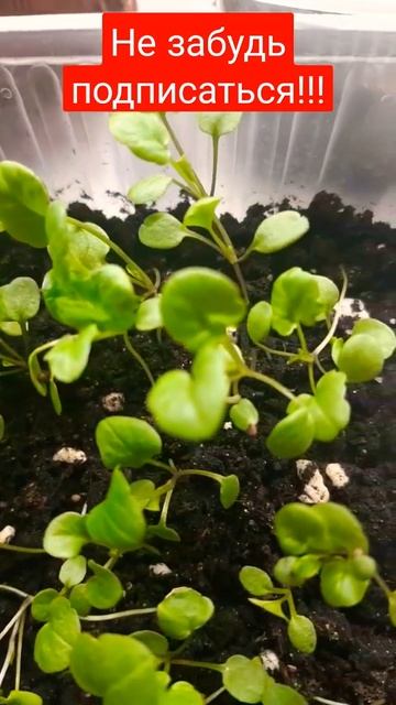 Рассада ВИОЛЫ