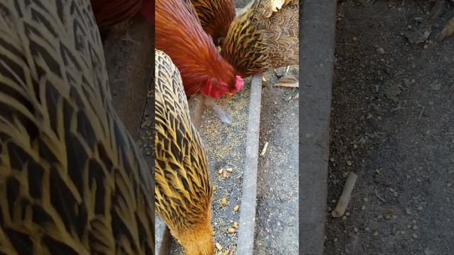 Ммм вкусняшка, кури брама дуже полюбляють просо 😋 Mmm yummy, brahma chickens adore millet смотреть онлайн