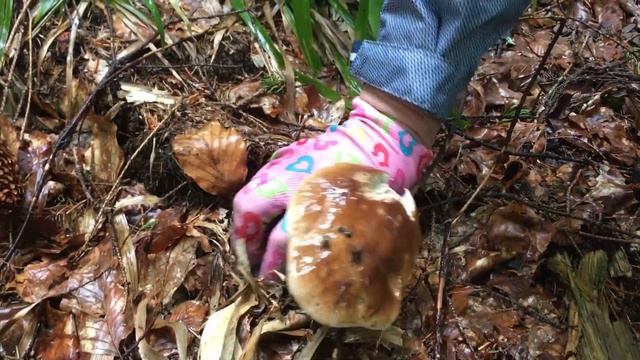 КАРПАТСЬКІ ОПЕНЬКИ, ЛИСИЧКИ І ТРОШКИ БІЛИХ смотреть онлайн