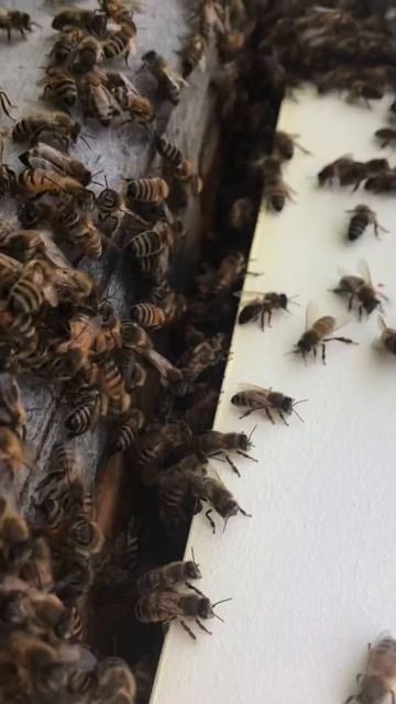 Cell builder hive смотреть онлайн