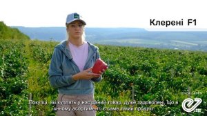 Магно F1 / Mahno F1 - Перец, Enza Zaden