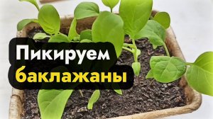 Пикировка баклажанов - как пикировать баклажаны - как в Сибири на Урале и Дальнем Востоке пикировать