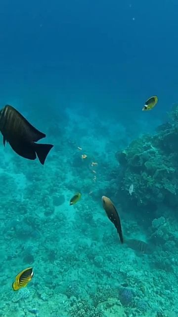 Snorkelling. Albatros Royal Grand. Red Sea. Egypt. Sharm el Sheikh. Плывем за рыбами. Египет смотреть онлайн