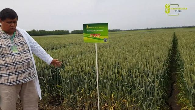 ГУРТ смотреть онлайн