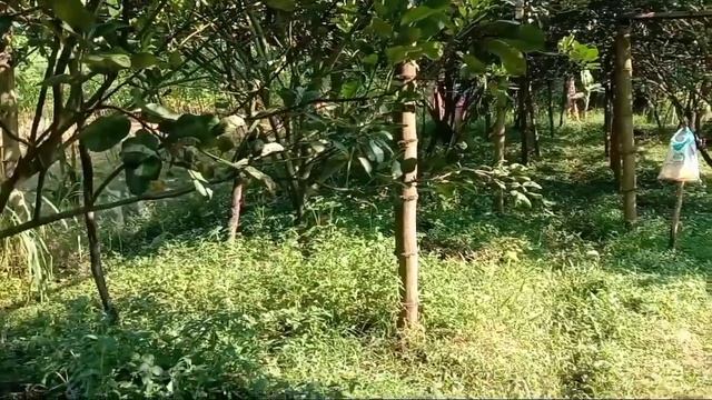 Pemupukan jeruk agar berbuah lebat | pupuk jeruk pamelo смотреть онлайн