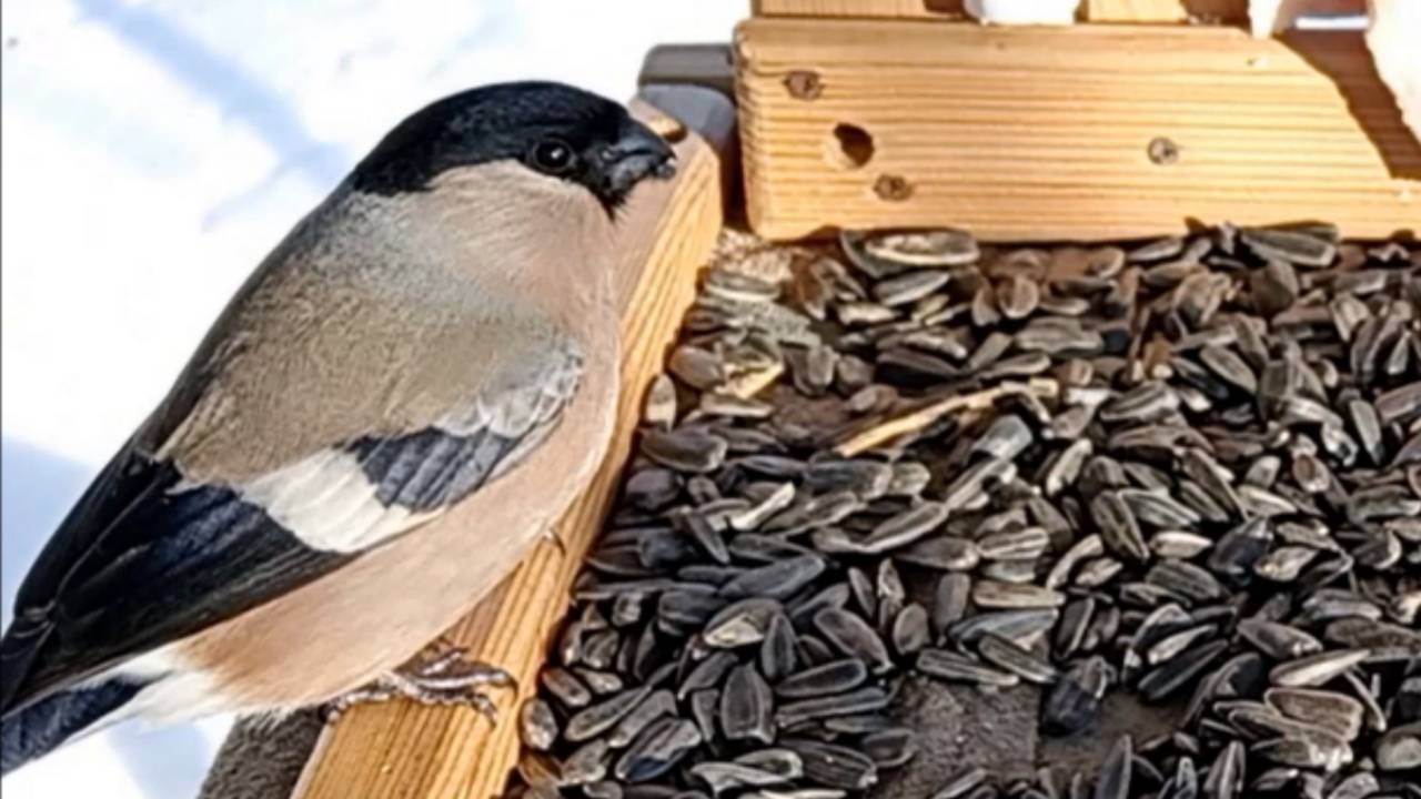 На кормушку прилетели Большие Синицы, Снегири и Лазоревки (07.02.2025 года) смотреть онлайн