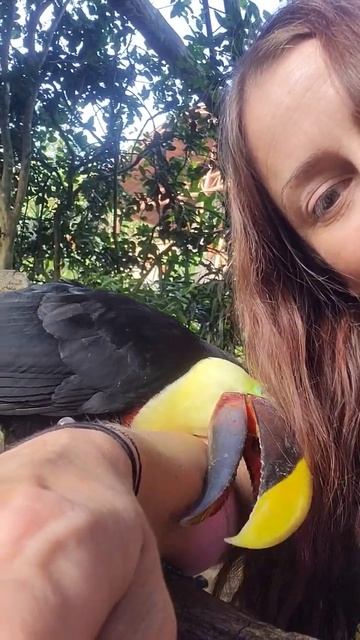 Toucan hugs ❤️#CostaRicanToucanhugs смотреть онлайн