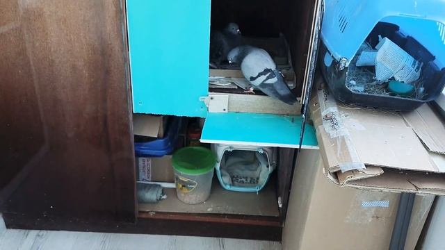 Голуби за балконом и на балконе) смотреть онлайн