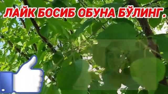 ТАЗИЯ. ОҒИР ЖУДОЛИК. ЁМОН ХАБАР... ЖАМИЛА ГАФУРОВА ХАҚИДА. ШОШИЛИНЧ смотреть онлайн