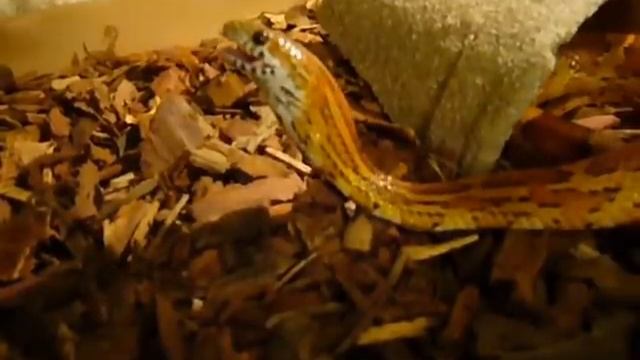 Pantherophis Guttatus eating small mouse смотреть онлайн