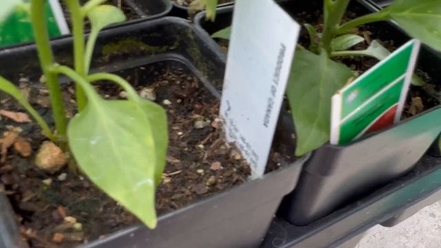 2024 First Harvests and May Plantings - How Much Food Can I Grow?? смотреть онлайн