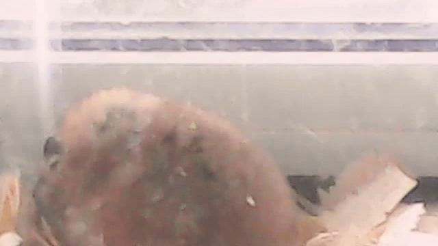 Видео о том как ухаживать за хомиком !!!🐹🐹🐹🐹🐹 смотреть онлайн