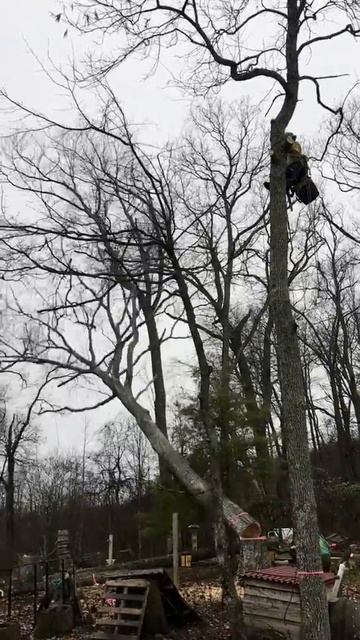 Arborists fell big tree on Western North Carolina mountaintop forest homestead. 30" in diameter! смотреть онлайн