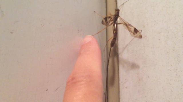 Giant ichneumon wasp смотреть онлайн
