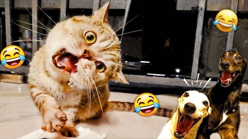 Постарайтесь не засмеяться, наблюдая за новыми забавными животными 🐧 смотреть онлайн