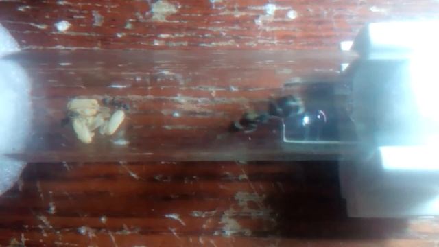 Camponotus parius Первые рабочие! смотреть онлайн