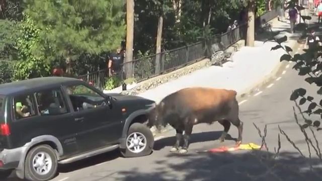 Быканул на машину смотреть онлайн