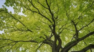 Как выглядит клен осенью описание, виды, применение листвы клена - Деревья