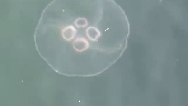 Jellyfish Video Aug 09 смотреть онлайн