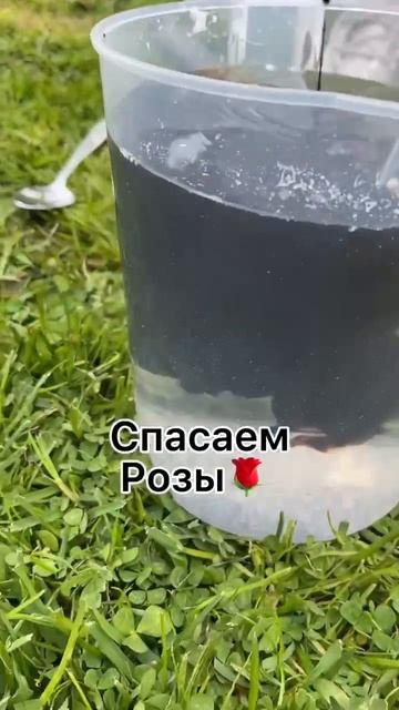 Как спасти розы после зимовки: советы по уходу смотреть онлайн