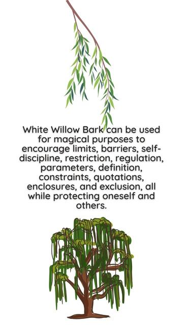 White Willow Bark - MAGICAL PLANTS #shorts смотреть онлайн