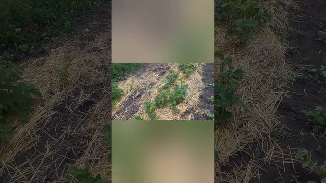 Мой сад под охраной. смотреть онлайн