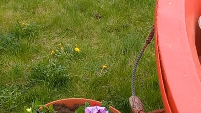 Пассажирский порт. Навели красоту 🪻⚘️🌷🌼🌹🌺🪻 смотреть онлайн