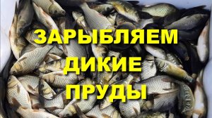 ЗАРЫБЛЯЕМ дикие ПРУДЫ! Карп, Белый Амур,Толстолобик. #карп #зарыбление #белыйамур #толстолобик