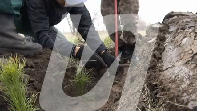 03 05 2018 Высадка сеянцев сосны рус смотреть онлайн