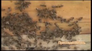 Как спасти семью если она отрутнела? Спасение семьи.